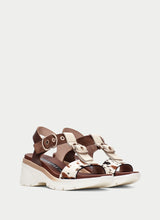 Cedro Hazelnut Pony CHV264799