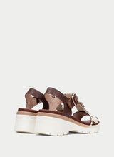 Cedro Hazelnut Pony CHV264799