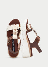 Cedro Hazelnut Pony CHV264799