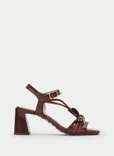 Orquidea Hazelnut  HV264635