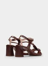 Orquidea Hazelnut  HV264635